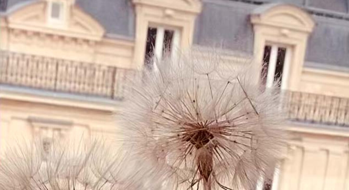 pissenlits séchés sur fon d'immeuble Haussmannien