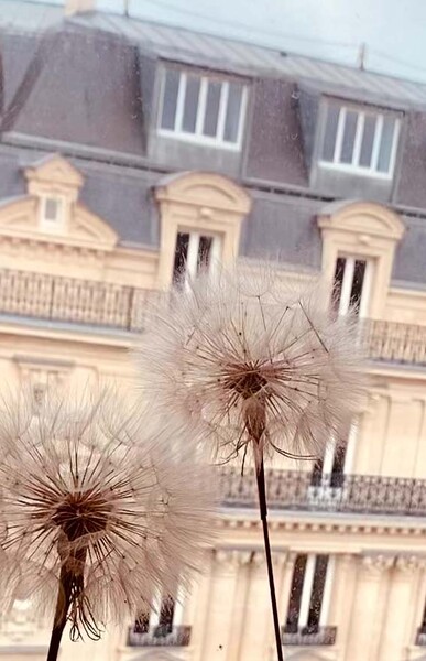 pissenlits séchés sur fon d'immeuble Haussmannien