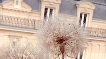 pissenlits séchés sur fon d'immeuble Haussmannien