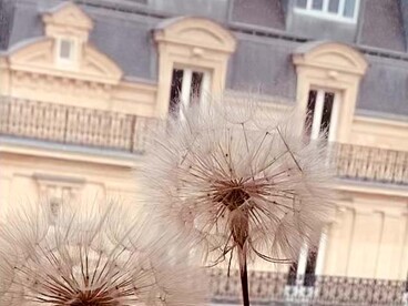 pissenlits séchés sur fon d'immeuble Haussmannien